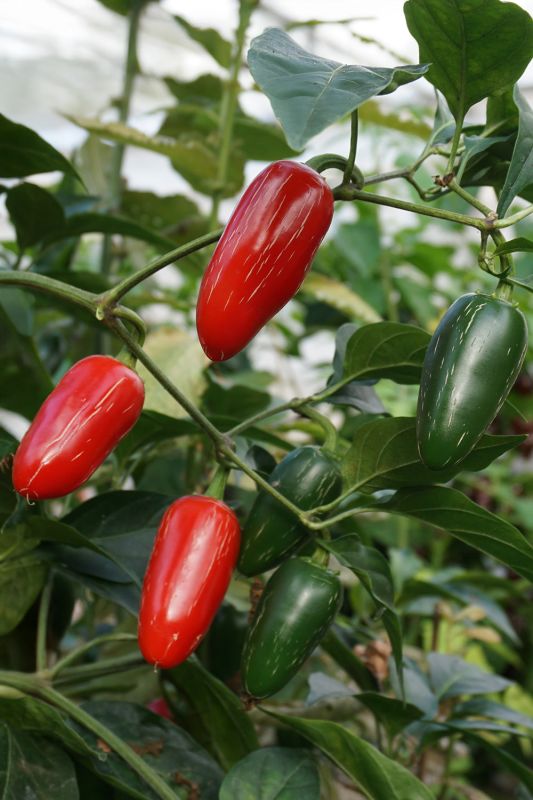 Насіння гострого перцю Jalapeño M, 5 штук
