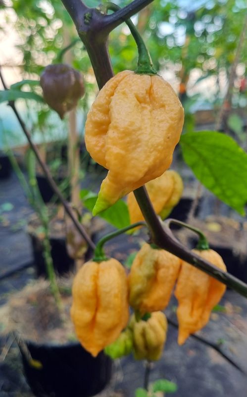 Насіння гострого перцю Lavender Peach 7 Pot, 5 штук