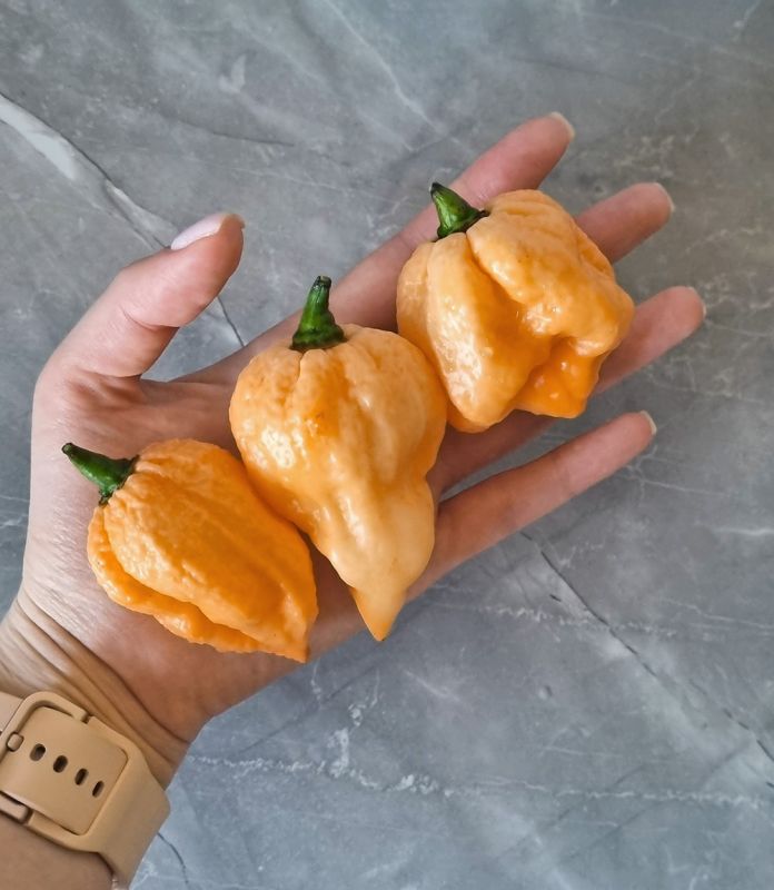 Насіння гострого перцю Lavender Peach 7 Pot, 5 штук