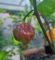 Насіння гострого перцю Lavender Peach 7 Pot, 5 штук