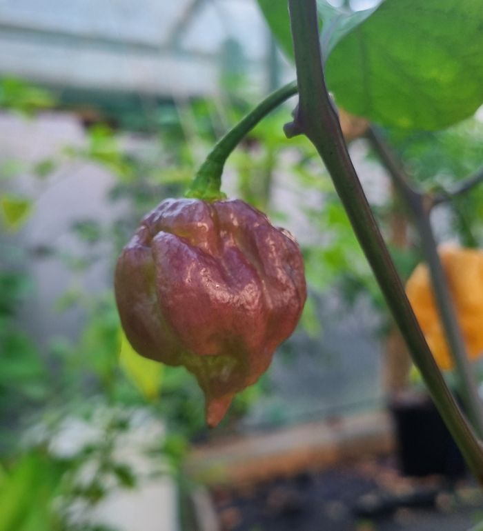 Насіння гострого перцю Lavender Peach 7 Pot, 5 штук