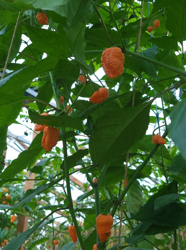 Насіння гострого перцю Orange Moruga, 5 штук