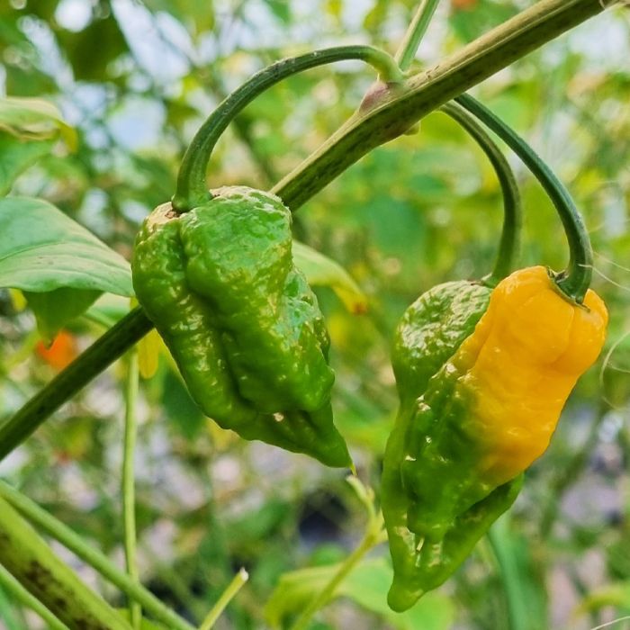 Насіння гострого перцю Yellow Naga Bhut Jolokia, 5 штук