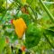 Насіння гострого перцю Yellow Naga Bhut Jolokia, 5 штук