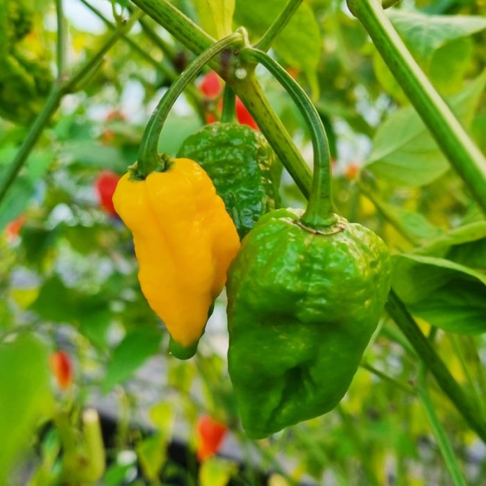 Насіння гострого перцю Yellow Naga Bhut Jolokia, 5 штук