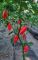 Насіння гострого перцю Red Ghost Pepper Naga Bhut Jolokia, 5 штук