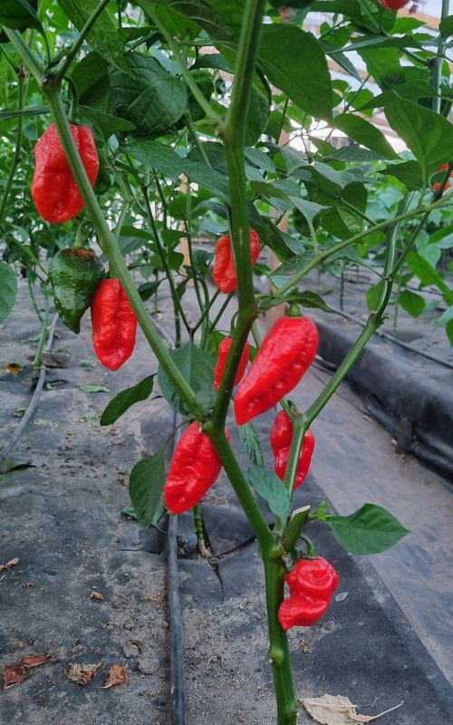 Насіння гострого перцю Red Ghost Pepper Naga Bhut Jolokia, 5 штук