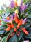 Насіння гострого перцю Easter Ornamental NuMex, 5 штук