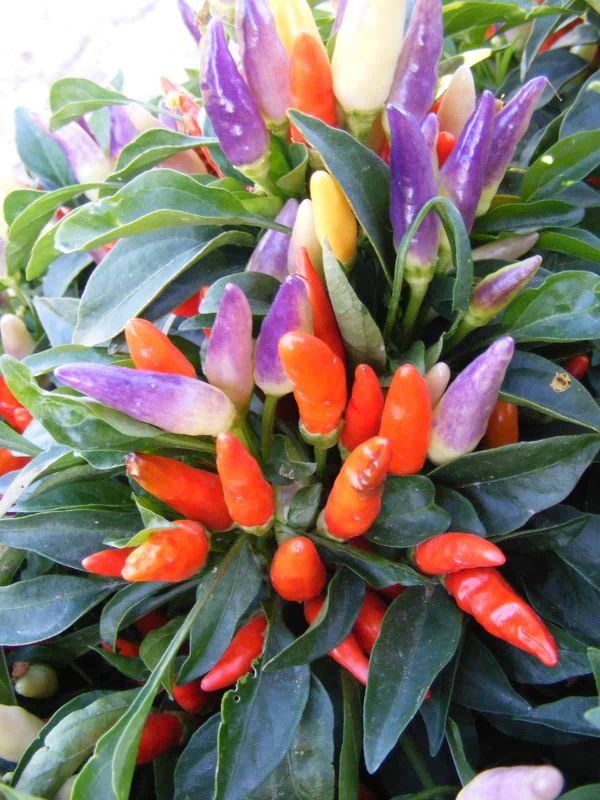 Насіння гострого перцю Easter Ornamental NuMex, 5 штук
