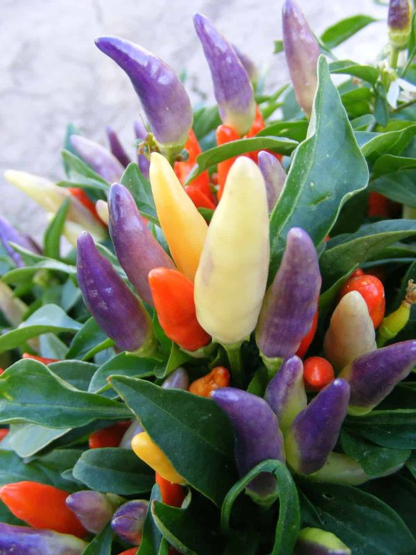 Насіння гострого перцю Easter Ornamental NuMex, 5 штук
