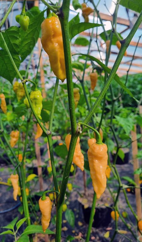 Насіння гострого перцю Peach 7 pot Scorpion, 5 штук