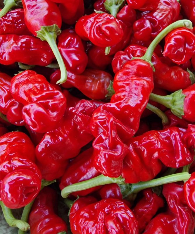 Насіння гострого перцю Peter pepper, 5 штук