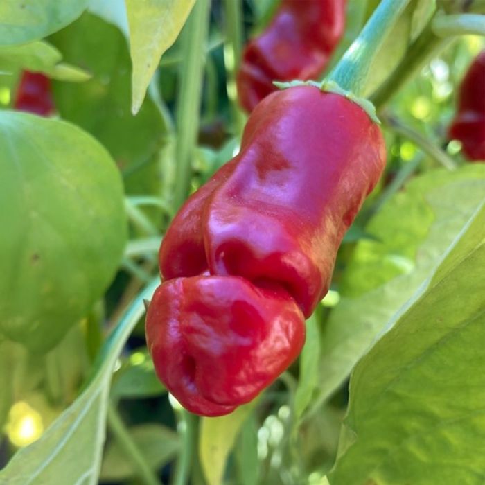 Насіння гострого перцю Peter pepper, 5 штук