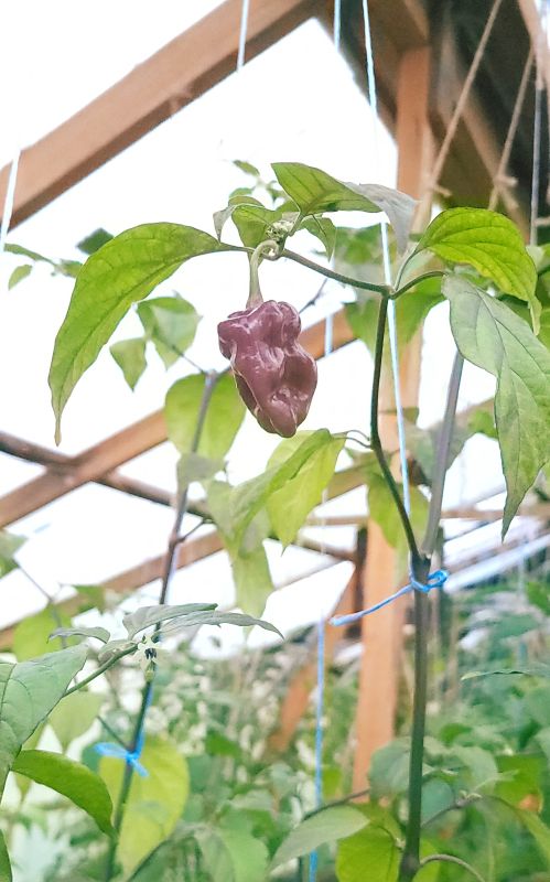 Насіння гострого перцю Pink Tiger x Moruga Yellow, 5 штук