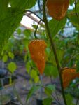 Насіння гострого перцю Pink Tiger x Moruga Yellow, 5 штук