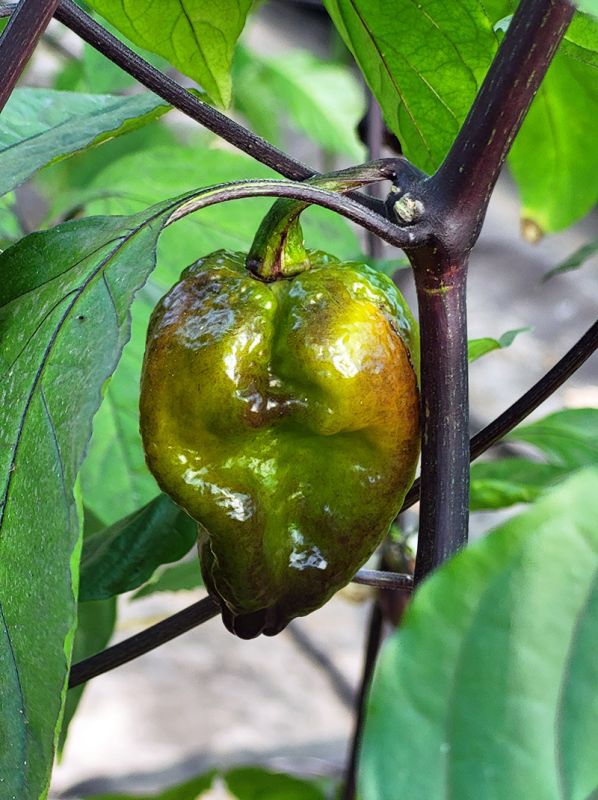 Насіння гострого перцю Pockmark Orange Pepper, 5 штук