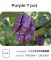 Насіння гострого перцю Purple 7 Pot, 5 штук