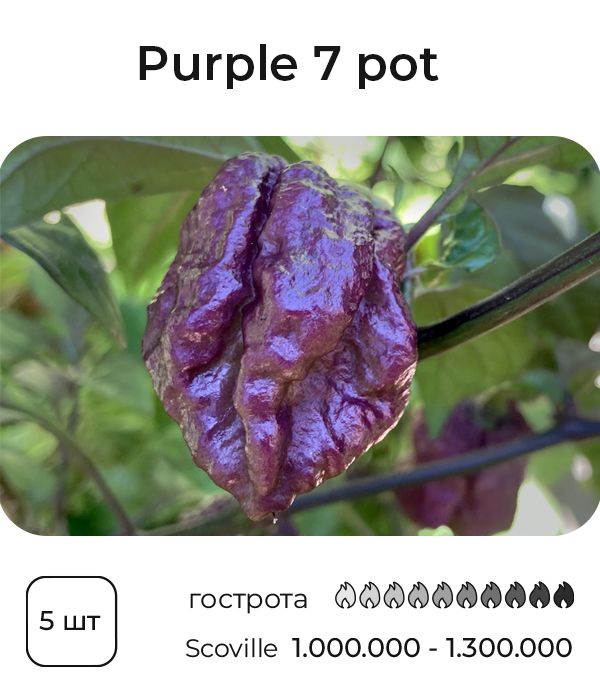 Насіння гострого перцю Purple 7 Pot, 5 штук