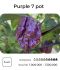 Насіння гострого перцю Purple 7 Pot, 5 штук