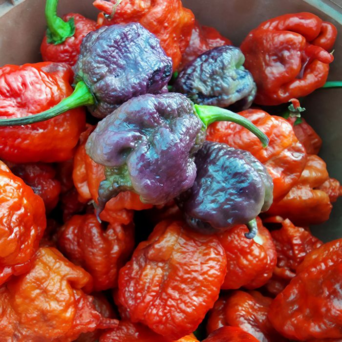 Насіння гострого перцю Purple Death, 5 штук