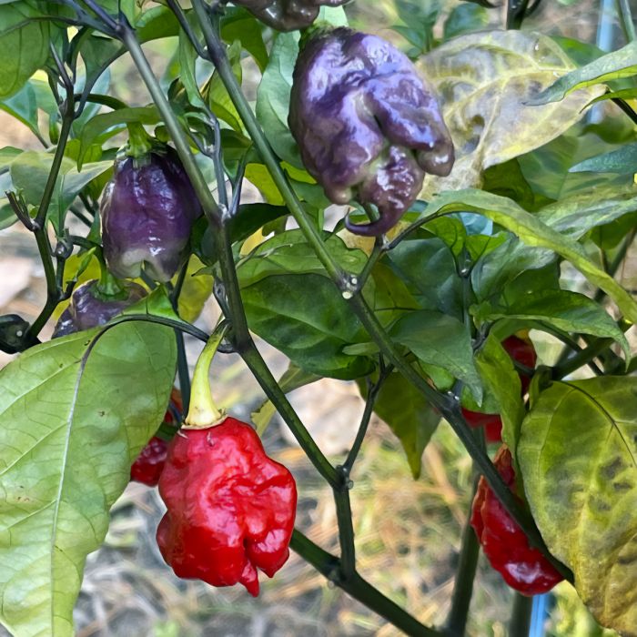 Насіння гострого перцю Purple Death, 5 штук