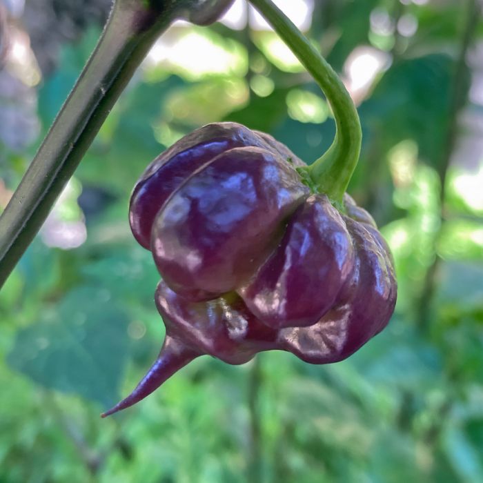 Насіння гострого перцю Purple Death, 5 штук