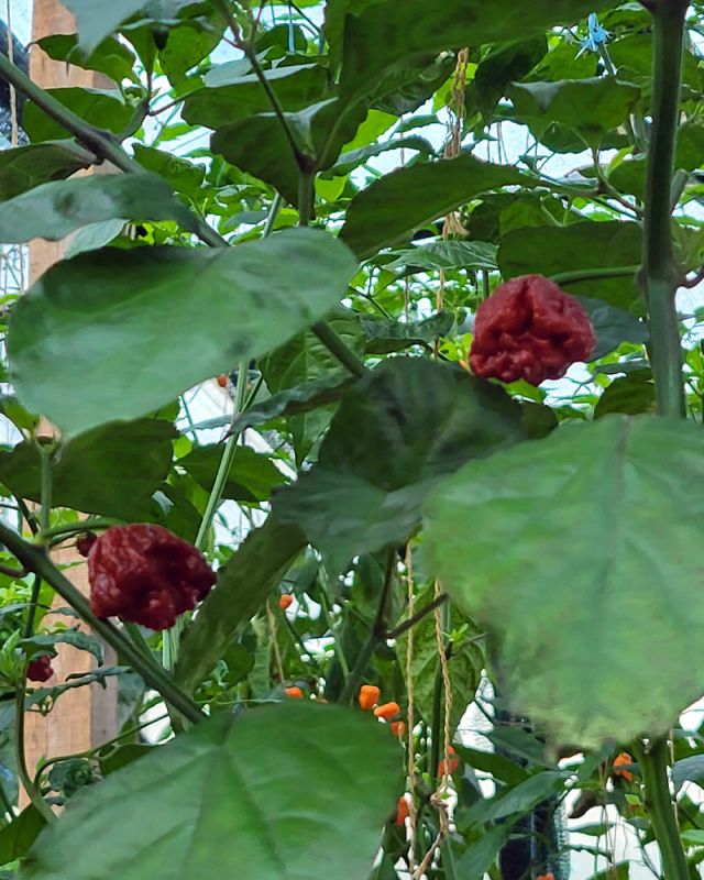 Насіння гострого перцю Purple 7 Pot, 5 штук