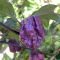 Насіння гострого перцю Purple 7 Pot, 5 штук
