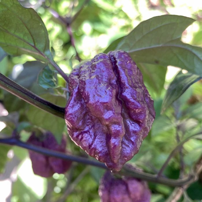 Насіння гострого перцю Purple 7 Pot, 5 штук