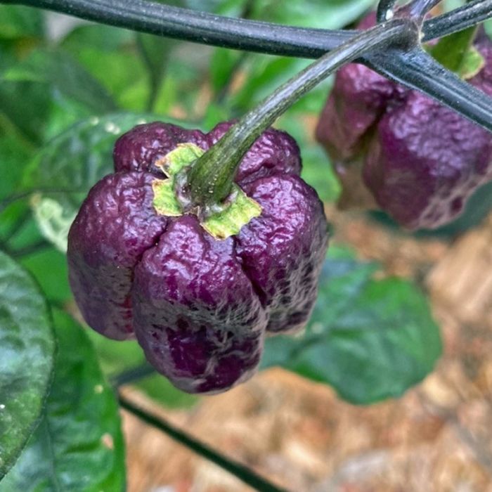 Насіння гострого перцю Purple 7 Pot, 5 штук