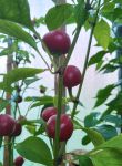 Насіння гострого перцю Red Cherry Hot, 5 штук
