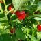 Насіння гострого перцю Rocoto Manzano Red, 5 штук