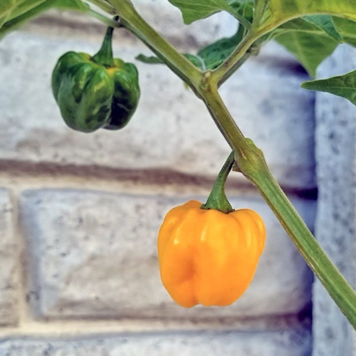 Насіння гострого перцю Orange Scotch Bonnet, 5 штук