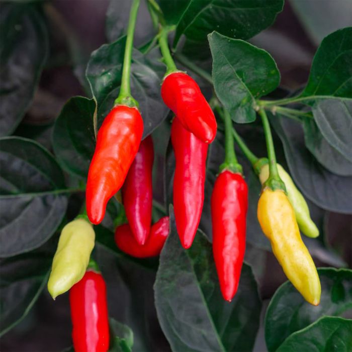 Насіння гострого перцю Tabasco Pepper, 5 штук