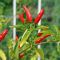 Насіння гострого перцю Tabasco Pepper, 5 штук