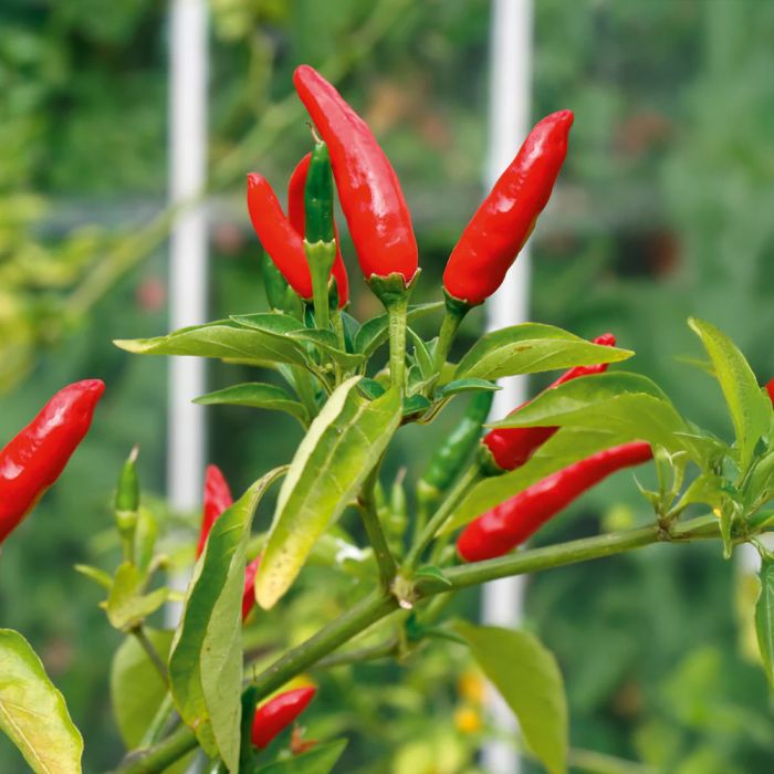 Насіння гострого перцю Tabasco Pepper, 5 штук
