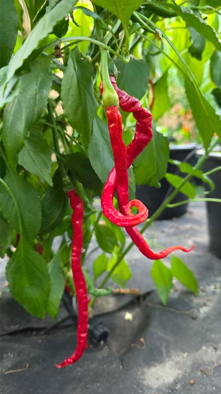 Насіння гострого перцю Thunder Mountain Longhorn Chili, 5 штук