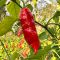 Насіння гострого перцю Tombstone Ghost Pepper, 5 штук