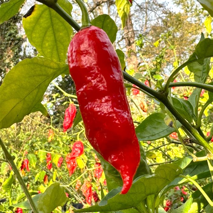 Насіння гострого перцю Tombstone Ghost Pepper, 5 штук