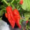Насіння гострого перцю Tombstone Ghost Pepper, 5 штук