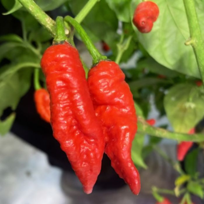 Насіння гострого перцю Tombstone Ghost Pepper, 5 штук