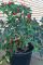 Насіння гострого перцю Twilight Numex ornamental, 5 штук