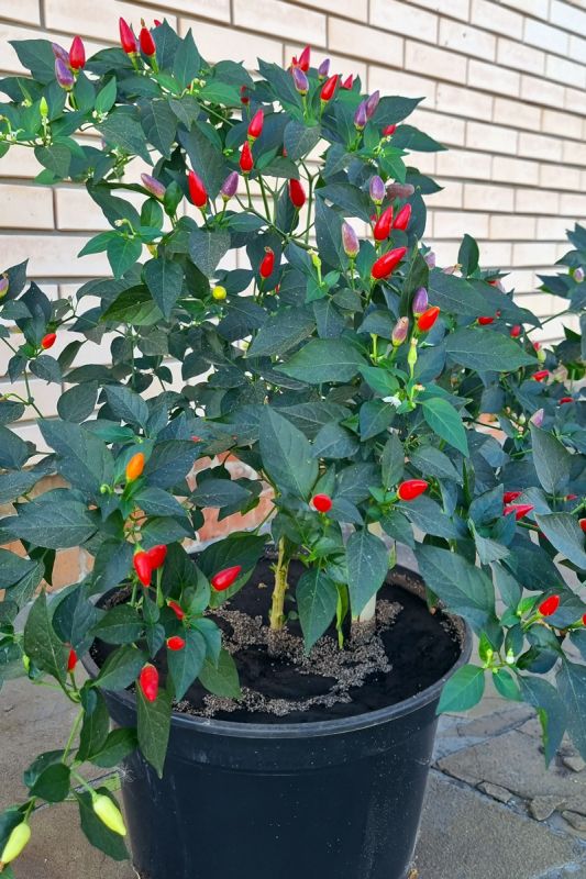 Насіння гострого перцю Twilight Numex ornamental, 5 штук