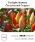 Насіння гострого перцю Twilight Numex ornamental, 5 штук