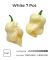 Насіння гострого перцю White 7 Pot, 5 штук
