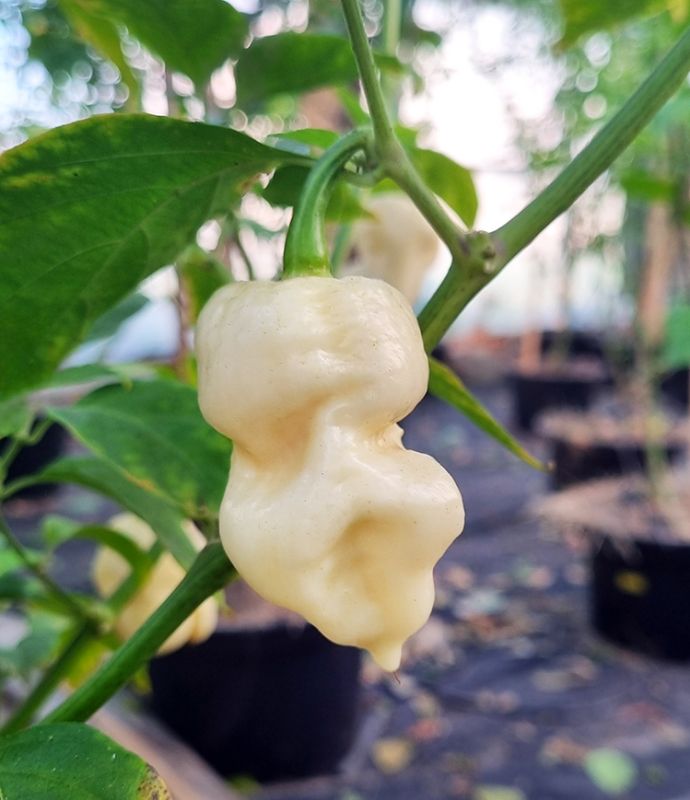 Насіння гострого перцю White 7 Pot, 5 штук