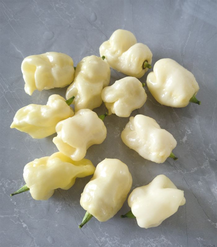 Насіння гострого перцю White 7 Pot, 5 штук