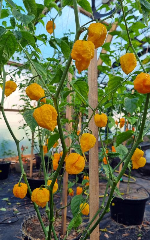 Насіння гострого перцю Yellow Naga Brain, 5 штук