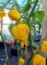Насіння гострого перцю Yellow Naga Brain, 5 штук