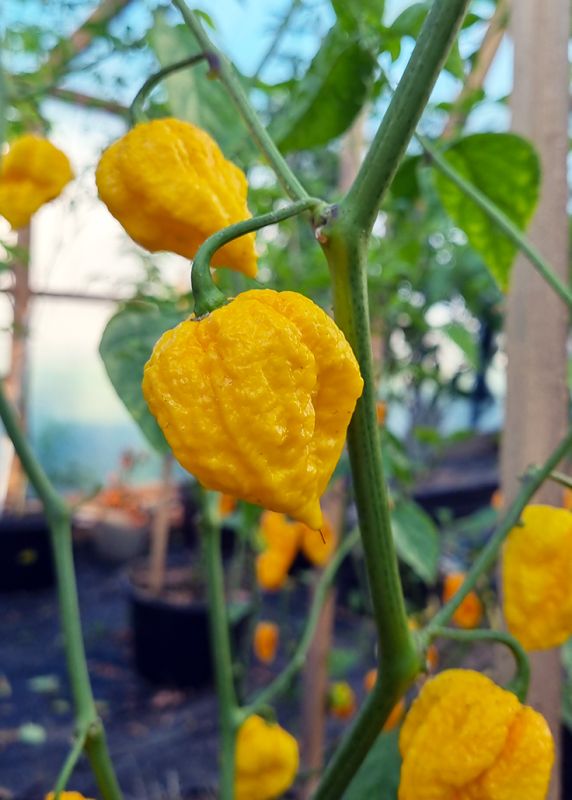 Насіння гострого перцю Yellow Naga Brain, 5 штук